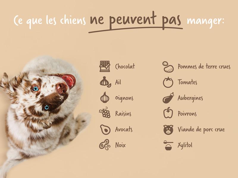Aliments dangereux pour les chiens